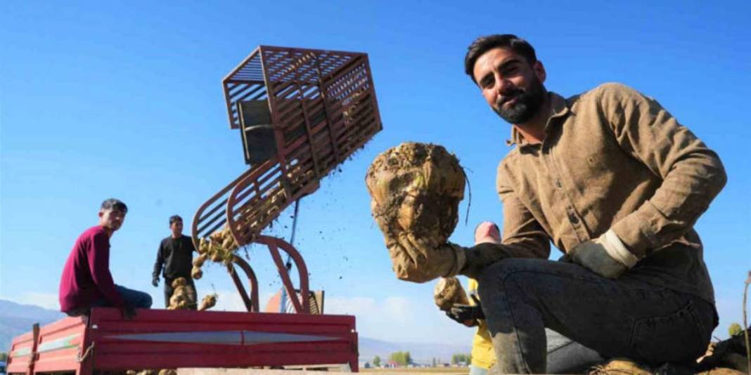 Yağmur, soğuk dinlemiyor el birliğiyle hasat ediyorlar! Verim her şeyi unutturuyor: Ay sonuna kadar devam ediyor 1